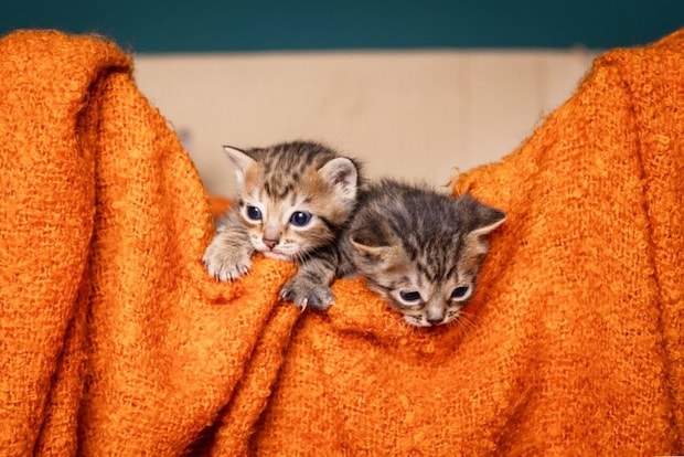 オレンジの布から顔を出す二匹の子猫