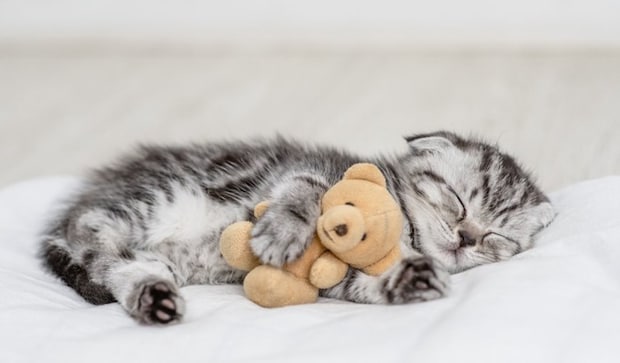 ぬいぐるみを抱えて眠る子猫