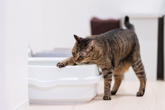 猫トイレの『砂が飛び散る』原因3つ　なぜいつも落ちているの？防止策までご紹介