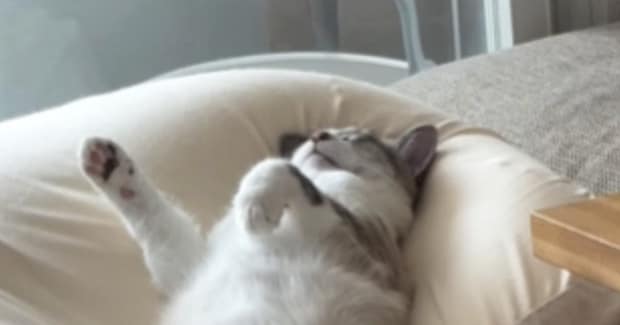 ソファの上で『眠っている猫』を見たら→まさかの体勢で……豪快な寝相に笑ってしまう人が続出「おっさん中に入ってる？ｗ」「最高のポーズｗ」