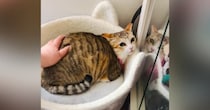 まだ警戒心が残る『保護1年目の猫』→『遊びに来た母』が撫でようとしたら…可愛すぎる光景が58万再生「おかしいｗ」「積極的な愛情が好き」