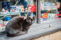 幸運の「当たりくじ」を呼ぶ猫たち　台湾と中国で、飼い主さんを幸せにする
