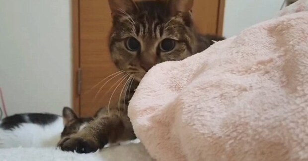 飼い主が起きているか確認しに来た猫→『動き』を見ていると……微笑ましい瞬間に1万いいね「覗かれてるぅw」「ワイも確認されたい」