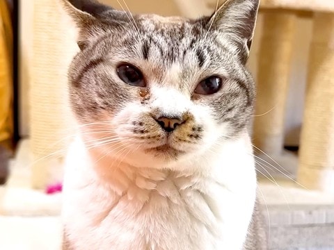 寒い日、猫がコタツを出してほしい様子で…想像以上に『プレッシャーをかける光景』に「圧がすごいw」「わかりやすくて可愛らしい」と反響