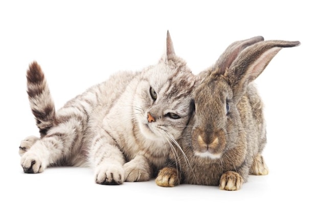 猫とうさぎ