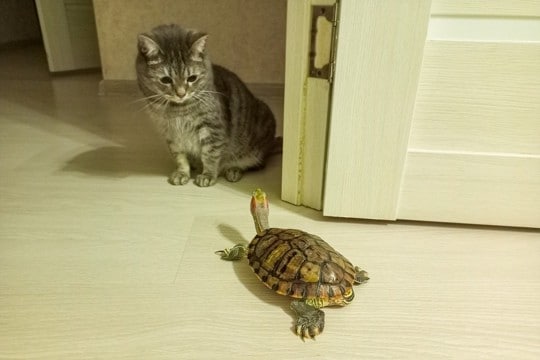 猫との生活に不向きな『相性が悪い動物』5選 トラブルの危険性や同居するときの対策方法も解説