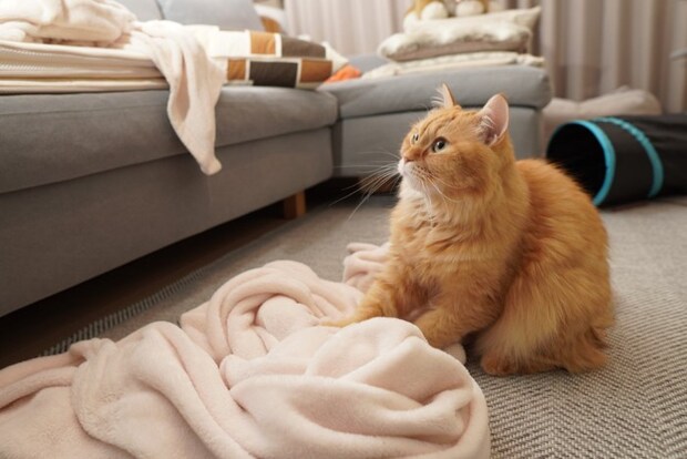 毛布をふみふみしている猫