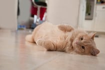 猫がする『甘えている』とは限らない行動4選　勘違いしやすいサインや見極めるポイントもご紹介