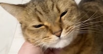 ママが早めに帰宅した結果→いつもは『喜んでお出迎えをする猫』が…『予想外の行動』に爆笑の声「表情がかわいいｗ」「温度差に笑った」
