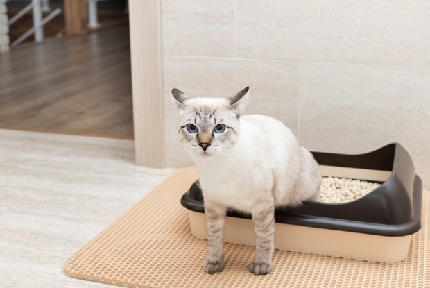 トイレで目が合う猫