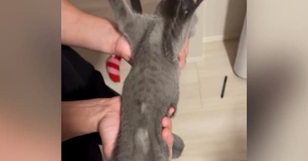 パパの手の中で『すごい寝方』をしていた子猫→途中で目が覚めた結果…「最後の顔ｗ」「ヤバいかわいいｗ」子猫が見せた反応に癒される人続出