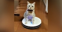 無表情で『ロボット掃除機を乗りこなす猫』…あまりにも『シュールすぎる光景』に「移動手段を見つけたんだｗ」「吹いた」と爆笑する人が続出