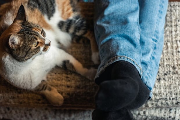 足元でくつろぐ猫