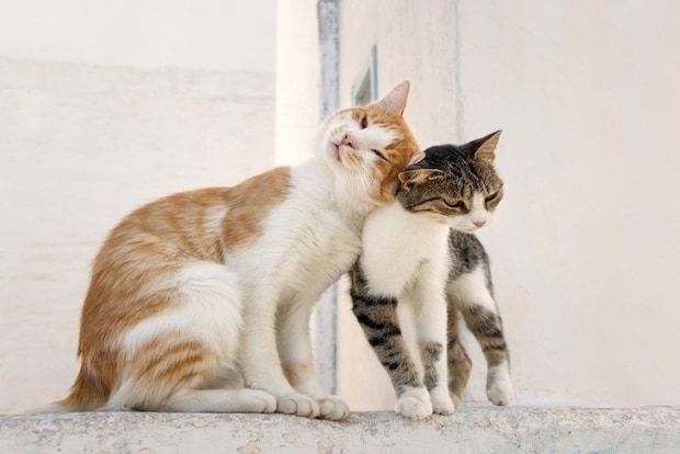 猫の頭突き