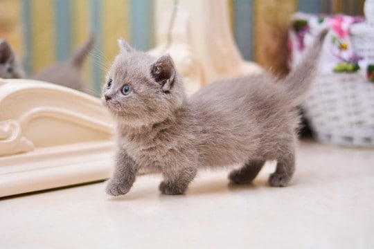 『大きくなりにくい』と言われている小柄な猫種4選　それぞれの性格や特徴から飼い方のポイントまで