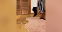 『おいで』と呼ばれた猫→トコトコと近づいてきて…とんでもなく尊い『愛おしさ満載の反応』が26万再生「想像以上に可愛い」「声出た」