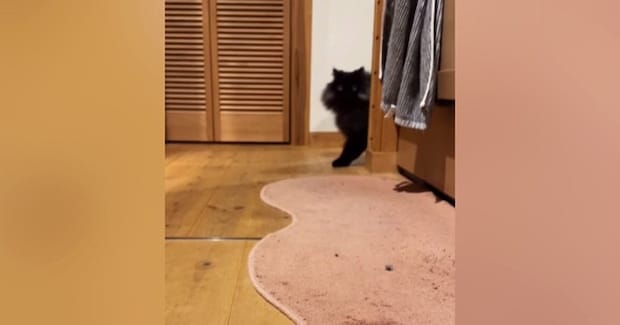 『おいで』と呼ばれた猫→トコトコと近づいてきて…とんでもなく尊い『愛おしさ満載の反応』が26万再生「想像以上に可愛い」「声出た」