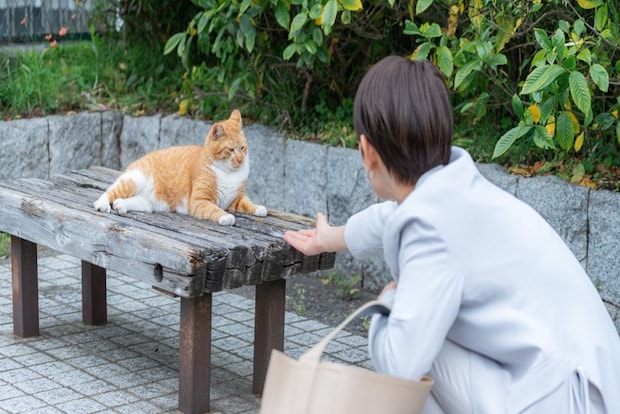 ベンチにいる猫と遊ぶ人