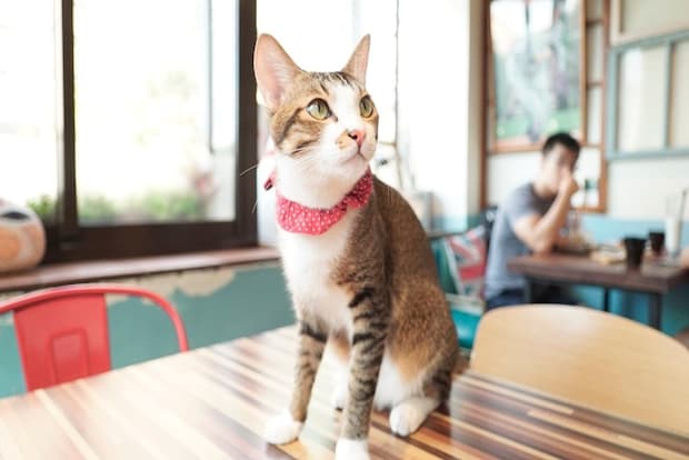 テーブルに座る猫