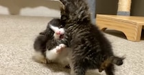 2匹の赤ちゃん猫が突然『ケンカ』を始めて…泣けてくるほど可愛い『赤ちゃん同士のやり取り』が90万再生「涙が出る」「最高に愛おしい」