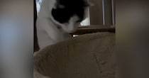 猫がハンモックに飛び乗ろうと『勢いよくジャンプ』→次の瞬間……「大変なことになったねｗ」「応援しちゃったｗ」笑える光景に反響