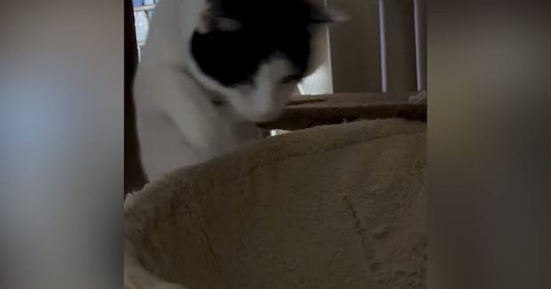 猫がハンモックに飛び乗ろうと『勢いよくジャンプ』→次の瞬間……「大変なことになったねｗ」「応援しちゃったｗ」笑える光景に反響