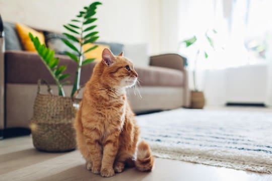 猫と暮らすなら『避けたほうがいい床』4つ　起こりやすいトラブルや安全を守るコツ