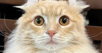 『猫が静かだな』と思ったら……家の中を探していると？→まさかの瞬間に爆笑の声「人間味ありすぎるｗ」「上手だねｗ」と15万表示