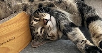 キジトラ猫のお昼寝姿がまるで液体…完全に『溶けている光景』に笑ってしまう人が続出「小さい人入ってるかも」「寝違えないかなｗ」