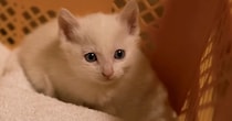 寒い朝、『玄関でうずくまっている子猫』を発見……保護された様子に涙が出ると122万再生「幸せをありがとう」「家族になれて良かった」
