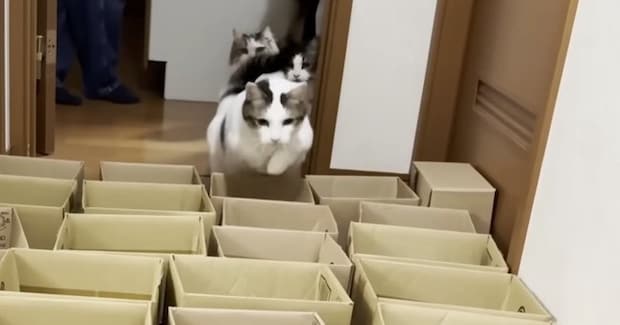 猫に運動をしてもらおうと『小さいダンボール』を並べた結果…「諦めが早いｗ」「クロールしてるｗ」可愛すぎる光景に笑ってしまう人が続出