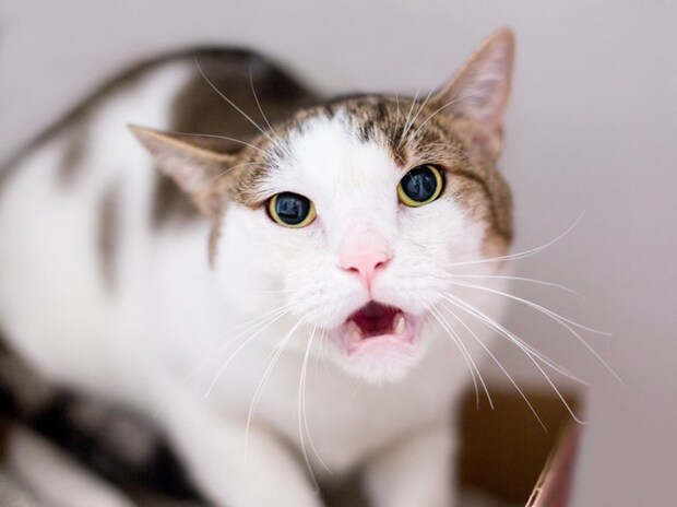 怒っている猫