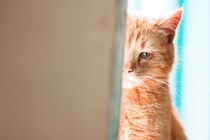 猫が『ネガティブ』な気持ちのときの鳴き方4つ　考えられる心理や適切な対処法を解説