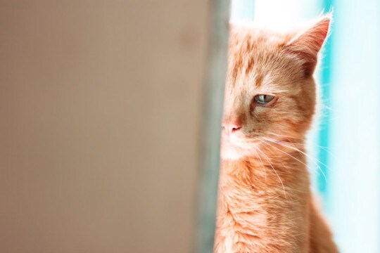 猫が『ネガティブ』な気持ちのときの鳴き方4つ 考えられる心理や適切な対処法を解説