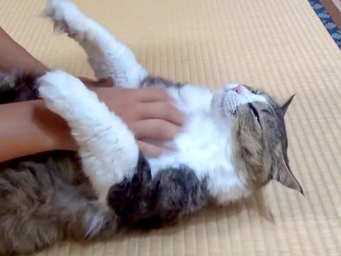 マッサージを堪能する元野良猫→仰向けの状態にして手を離してみたら…まさかの光景が17万再生「固まってるw」「素晴らしいバランス感覚」