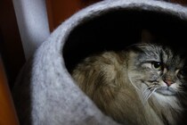 猫が『愛情不足』を感じているときのサイン5つ　放置してはいけない理由から解消法まで解説