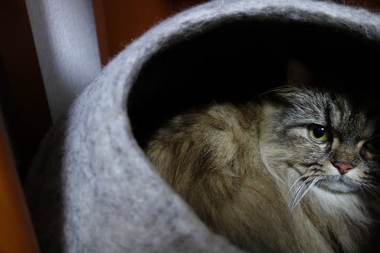 猫が『愛情不足』を感じているときのサイン5つ 放置してはいけない理由から解消法まで解説