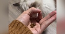 手のひらにおやつを乗せて、猫に『IQテスト』をしてみた結果…想像以上に賢い『驚きの行動』に反響「あらビックリ」「うちの子にもしてみよう」