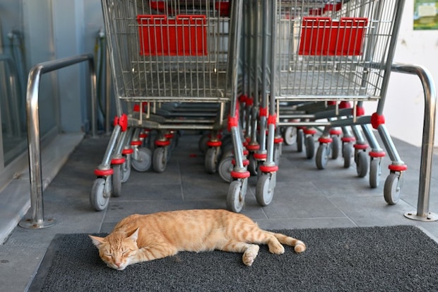 スーパーマーケット入口に横たわる猫