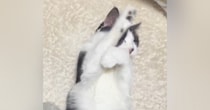 家猫になって手に入れた『穏やかな居場所』…元野良猫が過ごす何気ない一日が24万再生「すっかり家猫ちゃんｗ」「大切にされているのが分かる」