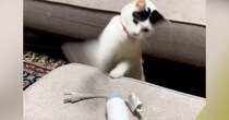 置いてあった『ドライヤー』相手に、猫が…本気で『戦い始める光景』に爆笑する人が続出「だいぶ激しいｗ」「可愛すぎて涙が出たｗ」と48万再生
