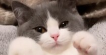 甘えん坊の子猫を『ブラッシング』していると…とんでもなくあざとい『まさかの仕草』が697万再生「うわー最高」「なんてすばらしい」と絶賛