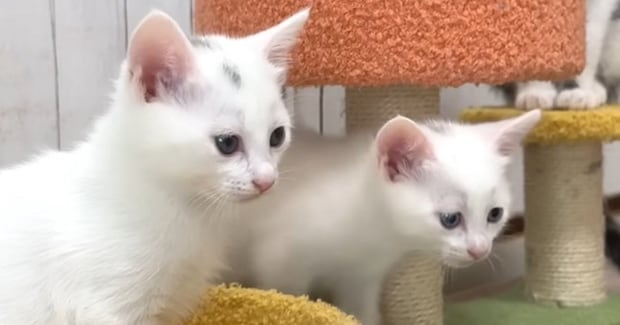保護子猫たち→初めて『電動のおもちゃ』を見た結果…微笑ましすぎる『リアクション』に「ちょっと怖かったかなw」「顔がかわいいw」と反響