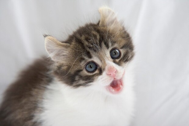 子猫