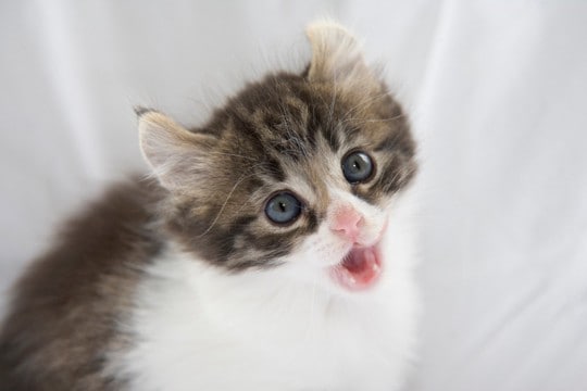 特徴的な『耳』をもっている猫種3選 種類別の性格・特徴から飼うときの注意点まで