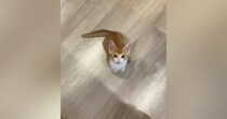 台所に立っていると、いつも近くにやって来る子猫…『かわいすぎる行動』に笑ってしまう人が続出「そばにいたいんだねｗ」「甘えん坊で可愛い」