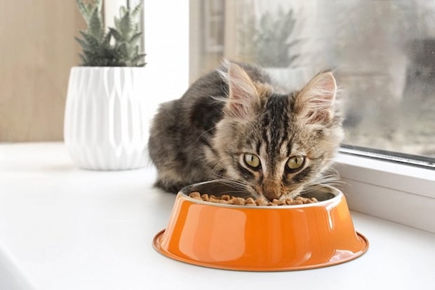 こちらを見ながら食べる猫