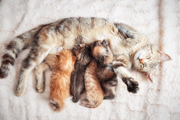 猫の授乳風景
