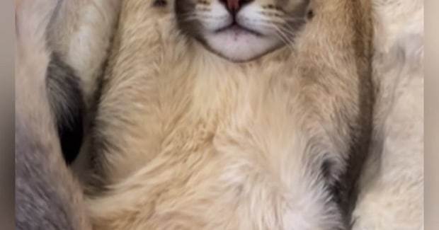眠っている子猫を見たら…全てを肯定してくれそうな『まさかのポーズ』が34万再生「可愛すぎてスマホ落としそうになったw」「た、たまらん」