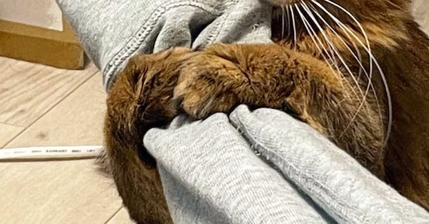 大好きな飼い主さんの腕を『ギュッと抱きしめていた猫』→次の瞬間……可愛すぎる光景に2万いいね「私もされたい」「うらやましいw」と反響